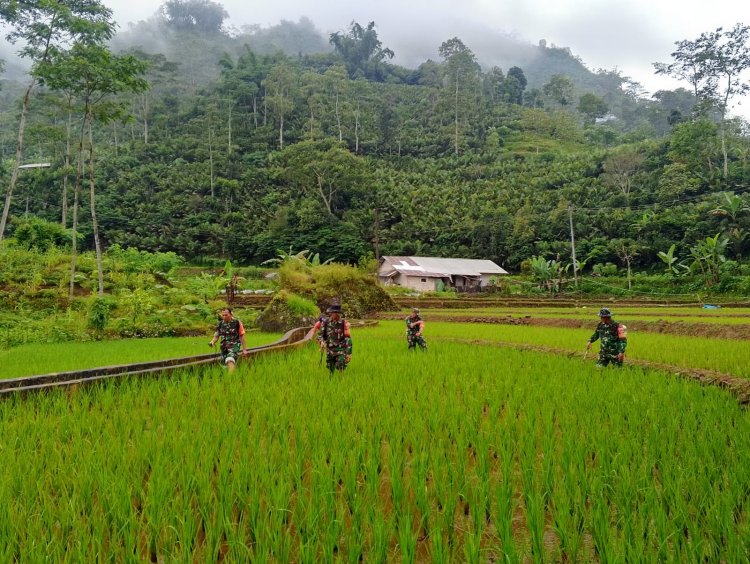 Wujud Kepedulian Babinsa Bantu Petani Perawatan Tanaman padi Di Wilayah Binaan