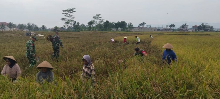 Semangat Babinsa Kebersamaan Membantu Pentani Saat Penan Padi diwilayah