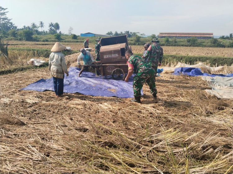 Danramil 08 Purwanegara Turun ke Sawah Bantu Petani Panen Padi di Desa Gumiwang