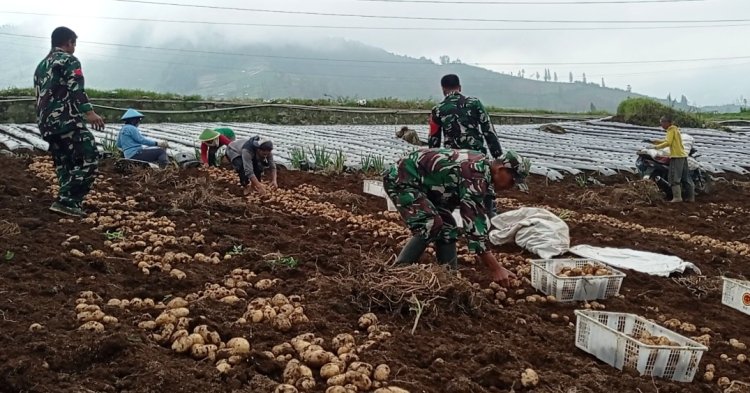 Panen Sepanjang Tahun Koramil Bantu Petani Manfaatkan Potensi Wilayah