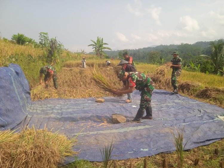 Danramil dan Babinsa turun Langsung membantu warga Panen Padi