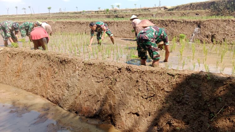Babinsa Koramil 14 Madukara  Dampingi Petani Tanam Padi