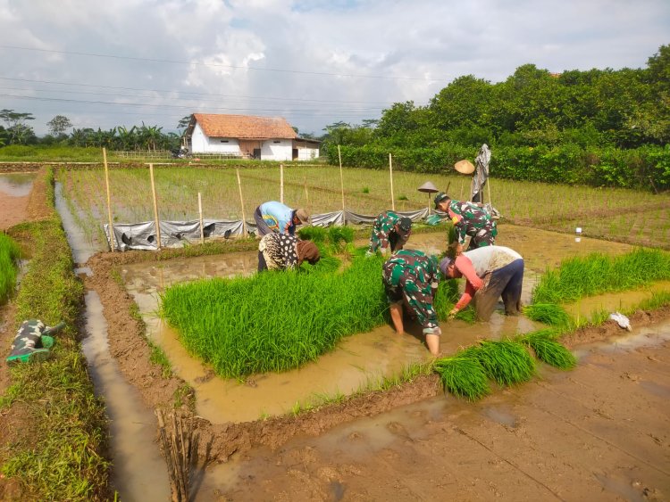 Koramil 15 Rakit bersama warga binaan dan kelompok tani Tanam Padi Bibit Unggul