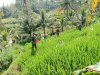 Bantu Petani Pemupukan Padi Merupakan Salah Satu Bentuk Perhatian Danramil Dan Babinsa