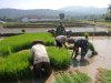 Babinsa bersama petani melaksanakan Daud