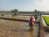 Babinsa Koramil 02 Klampok melaksanakan Menanam Padi