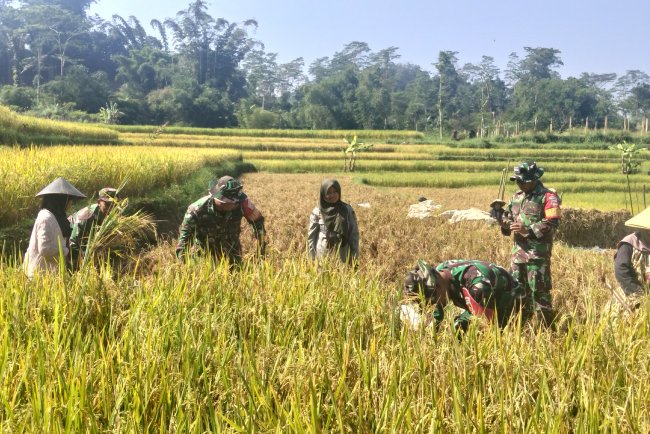 KORAMIL 16 PEJAWARAN MENDAMPINGI PETANI MELAKUKAN PEMANENAN PADI