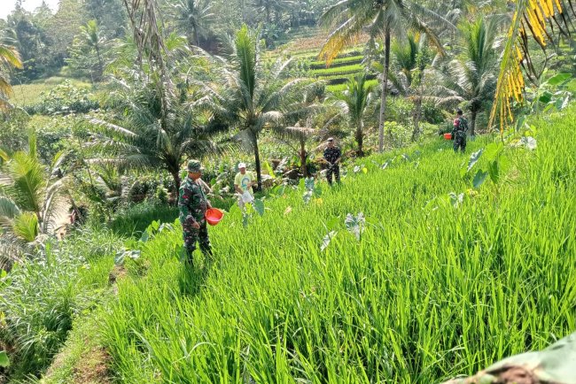 Bantu Petani Pemupukan Padi Merupakan Salah Satu Bentuk Perhatian Danramil Dan Babinsa