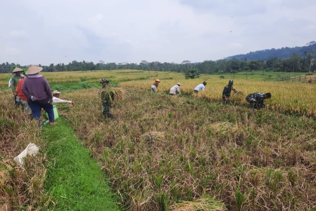 Koramil 03 Wanadadi Bersama Poktan Margo Tani Gelar Panen Padi Inpari