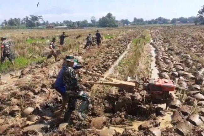 Babinsa Bergelut Dengan Traktor Olah Lahan Bersama Petani