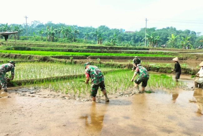 Koramil 11 Punggelan Laksanakan Pendampingan Tanam Padi di Desa Badakarya