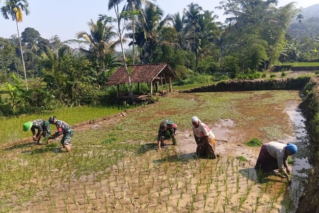 Babinsa Koramil 13 Banjarmangu Sengkuyung Bantu Tanam  Padi di Desa Binaan