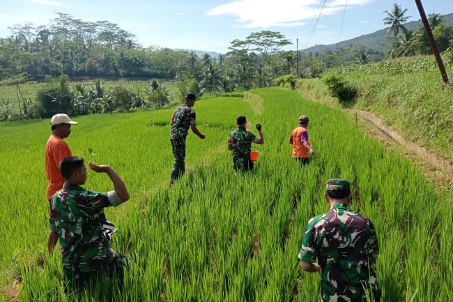 Babinsa Koramil 13 Banjarmangu Sengkuyung Bantu Tanam  Padi di Desa Binaan