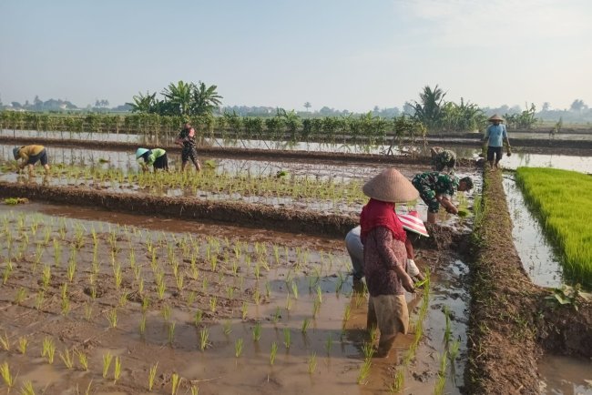 Babinsa Koramil 02 Klampok melaksanakan Menanam Padi