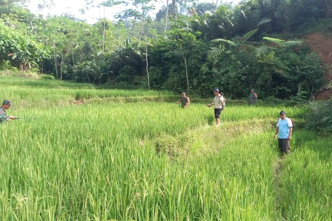 Babinsa Koramil 04 Karangkobar Bantu Pok Tan  Penyemprotan Padi Di Desa Jlegong