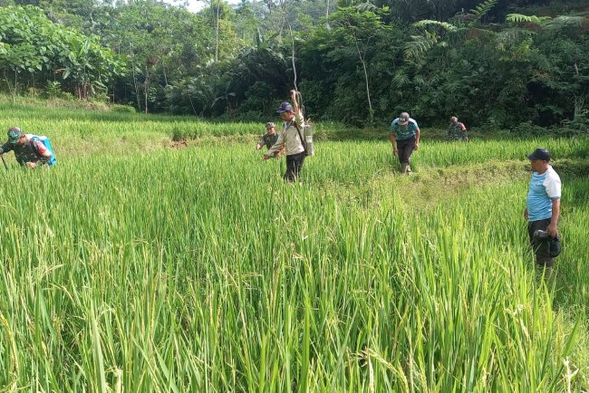 Babinsa Koramil 04 Karangkobar Bantu Pok Tan Penyemprotan Padi Di Desa Jlegong