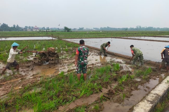 Semangat Babinsa Kebersamaan Membantu Pentani Saat olah lahan diwilayah