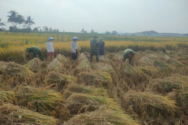 Danramil 08 Purwanegara Turun ke Sawah, Bantu Petani Panen di Desa Kutawuluh