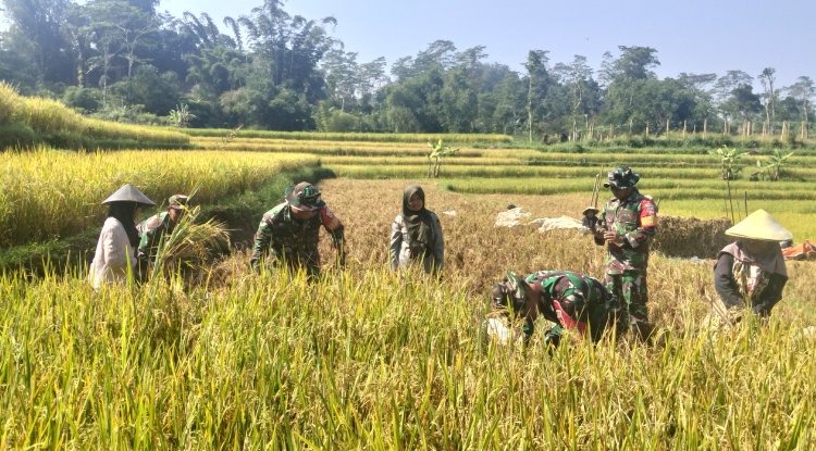 KORAMIL 16 PEJAWARAN MENDAMPINGI PETANI MELAKUKAN PEMANENAN PADI