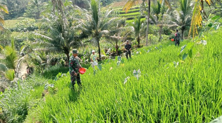 Bantu Petani Pemupukan Padi Merupakan Salah Satu Bentuk Perhatian Danramil Dan Babinsa