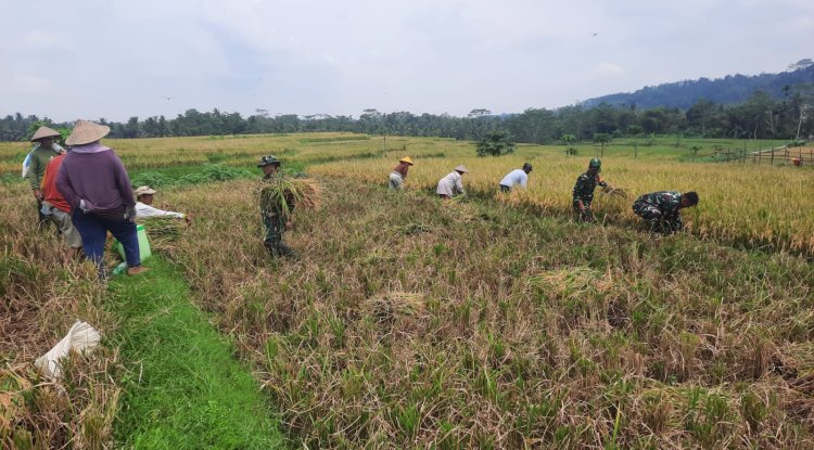 Koramil 03 Wanadadi Bersama Poktan Margo Tani Gelar Panen Padi Inpari
