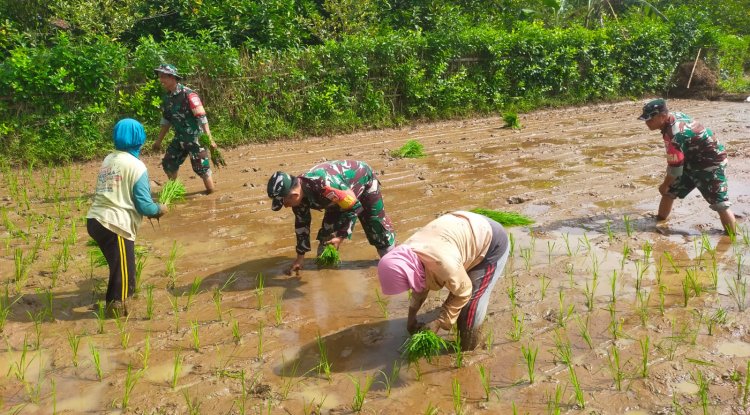 Danramil 15 Rakit dan Babinsa Tanam Padi Bersama Warga Perkuat Ketahanan Pangan
