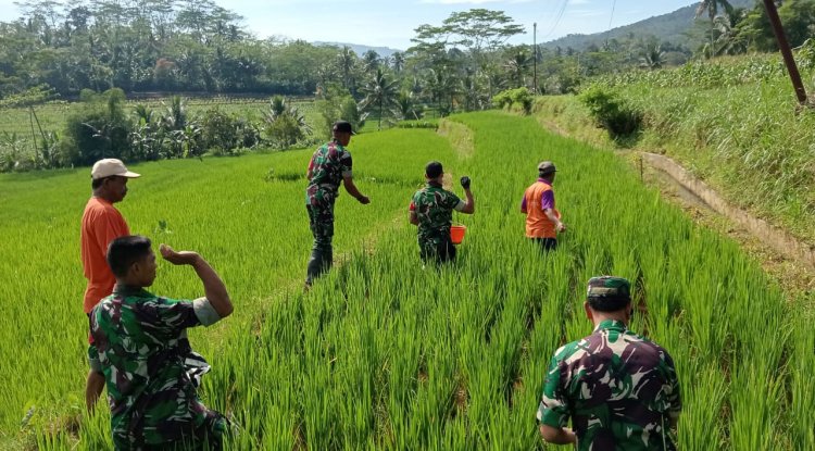 Babinsa Koramil 13 Banjarmangu Sengkuyung Bantu Tanam  Padi di Desa Binaan