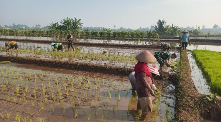 Babinsa Koramil 02 Klampok melaksanakan Menanam Padi