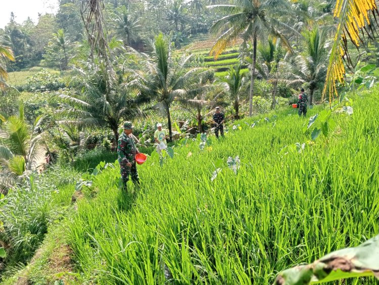 Bantu Petani Pemupukan Padi Merupakan Salah Satu Bentuk Perhatian Danramil Dan Babinsa