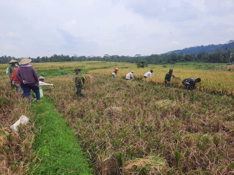 Koramil 03 Wanadadi Bersama Poktan Margo Tani Gelar Panen Padi Inpari