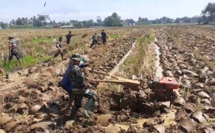 Babinsa Bergelut Dengan Traktor Olah Lahan Bersama Petani