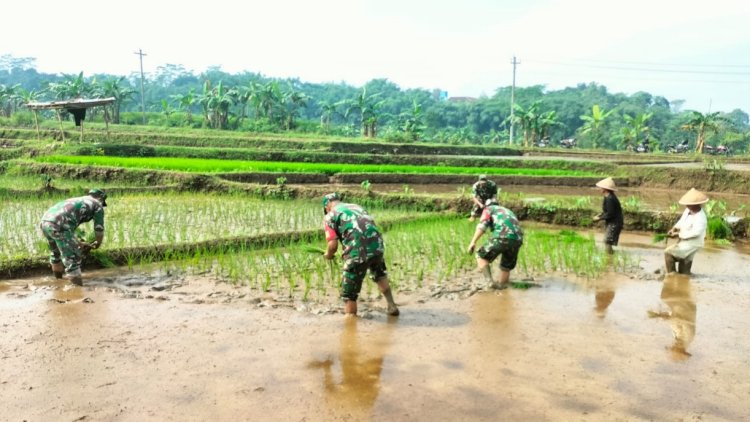 Koramil 11 Punggelan Laksanakan Pendampingan Tanam Padi di Desa Badakarya