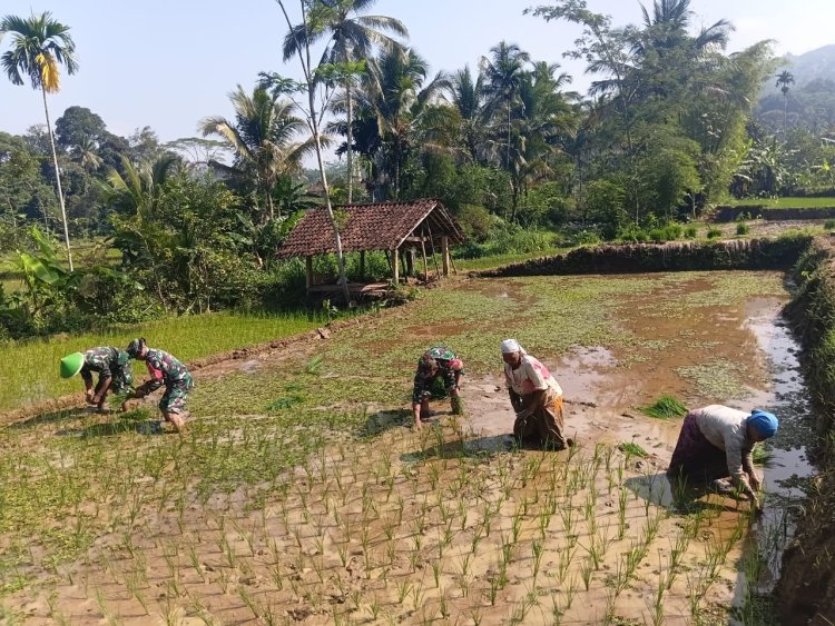 Babinsa Koramil 13 Banjarmangu Sengkuyung Bantu Tanam  Padi di Desa Binaan