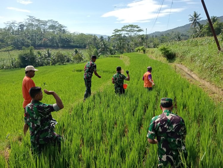 Babinsa Koramil 13 Banjarmangu Sengkuyung Bantu Tanam  Padi di Desa Binaan