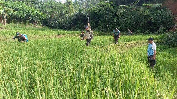 Babinsa Koramil 04 Karangkobar Bantu Pok Tan Penyemprotan Padi Di Desa Jlegong