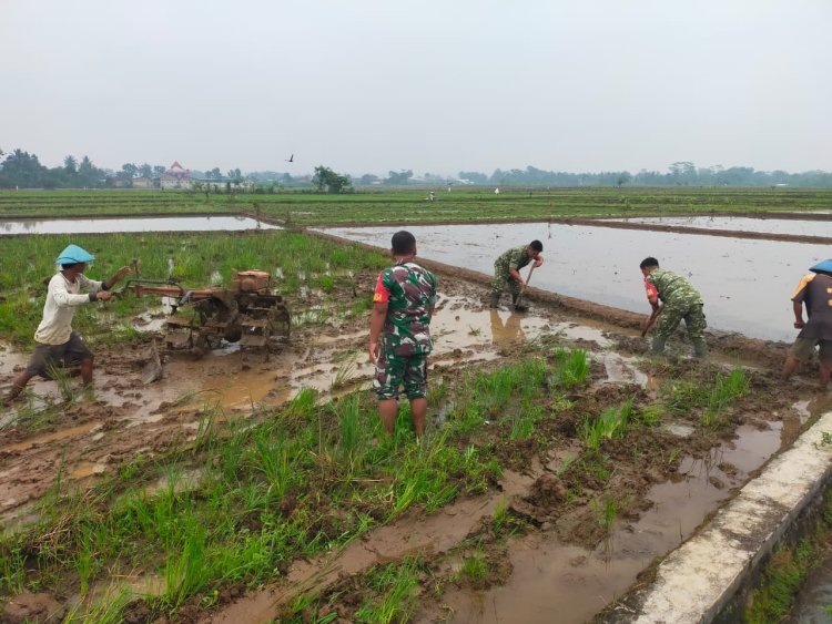 Semangat Babinsa Kebersamaan Membantu Pentani Saat olah lahan diwilayah