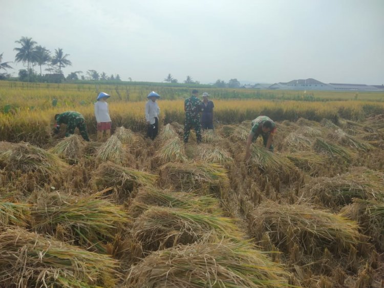 Danramil 08 Purwanegara Turun ke Sawah, Bantu Petani Panen di Desa Kutawuluh
