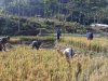 Babinsa Koramil 04/Karangkobar Pendampingan PPL dan Poktan Bantu Panen Padi