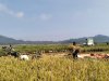 Danramil 06 Kalibening bersama warga melaksanakan pendampingan ketahanan pangan dengan membantu proses panen padi