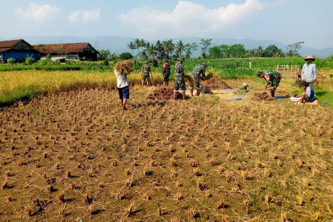 Wujudkan progam pemerintah Koramil 14 Madukara membantu proses panen padi bersama petani