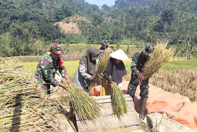 KORAMIL 16 PEJAWARAN MENDAMPINGI PETANI MELAKUKAN PEMANENAN PADI