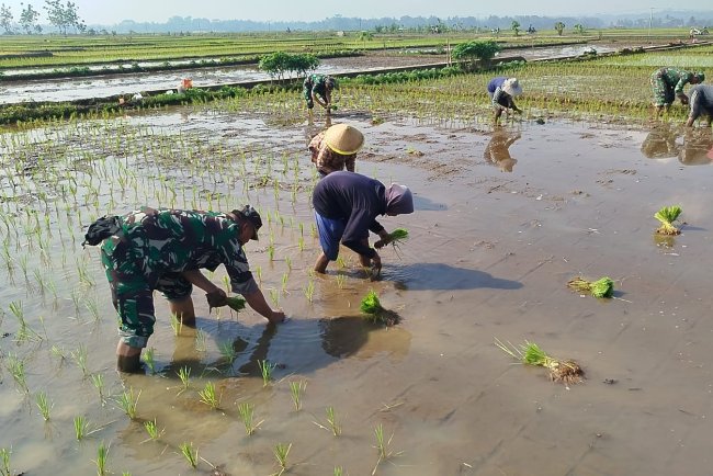 Babinsa pendampingan kelompok tani Mekar Sari tanam padi