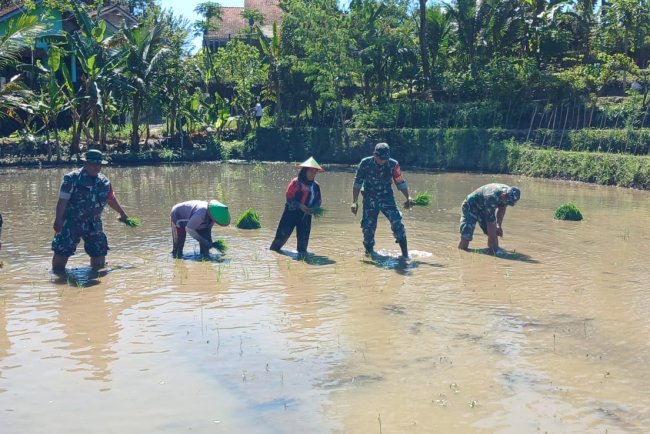 Tingkatkan Ketahanan Pangan Batituud Pimpin Anggota Bantu Petani Tanam Padi