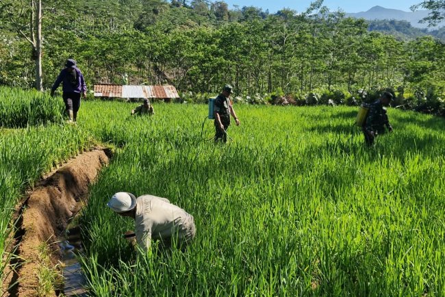 Bantu Perawatan Tanaman Padi Babinsa Koramil 04 Karangkobar Dampingi Pok Tan