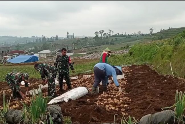 Koramil Bantu Panen Dan Berikan Penyuluhan Kepada Petani