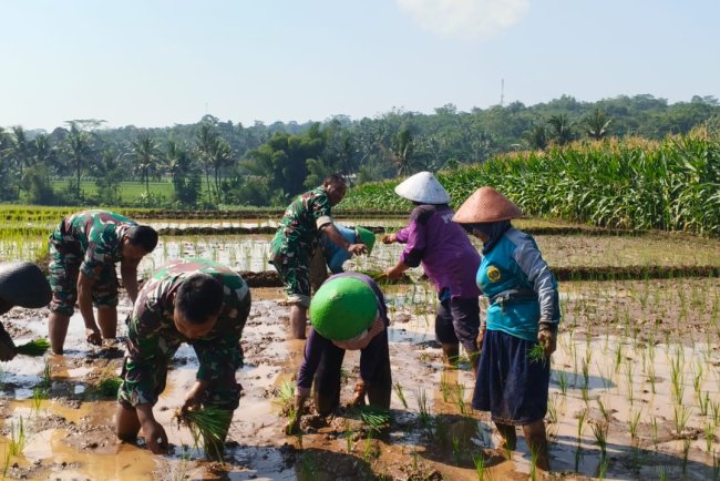 Semangat Babinsa Kebersamaan Membantu Pentani Saat Menanam Padi diwilayah