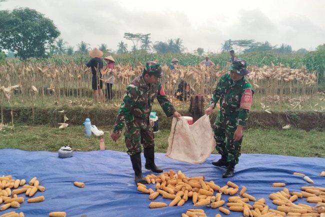 Sambang Tani Babinsa Panen Jagung Bersama Petan