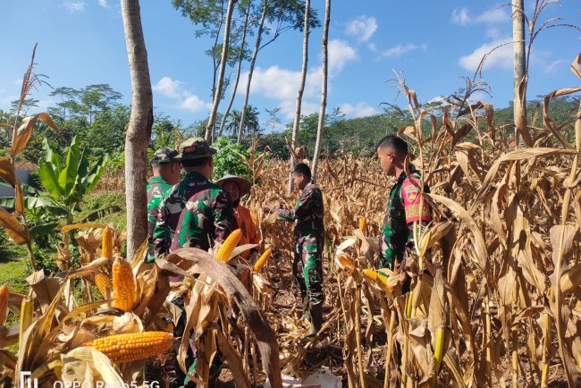 Wujudkan Ketahanan Pangan Danramil dan Warga Panen Jagung