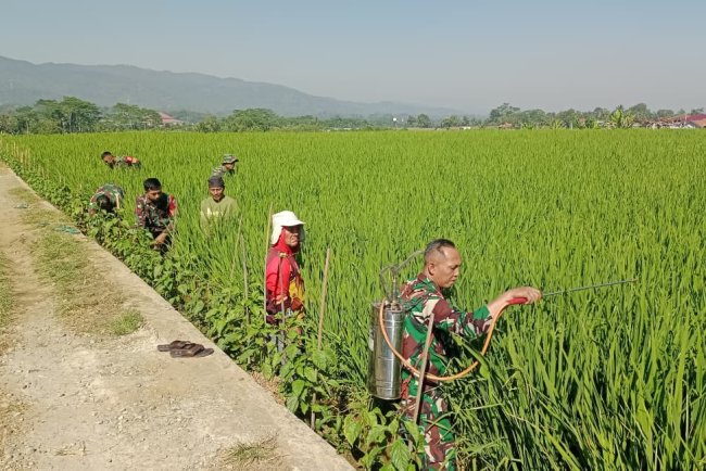 Berantas Hama Tanaman Babinsa Bantu Petani Semprot Tanaman Padi