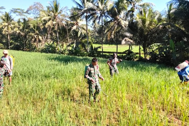 BANTU USIR HAMA, DANRAMIL DAN BABINSA BANTU PETANI LAKSANAKAN PENYEMPROTAN